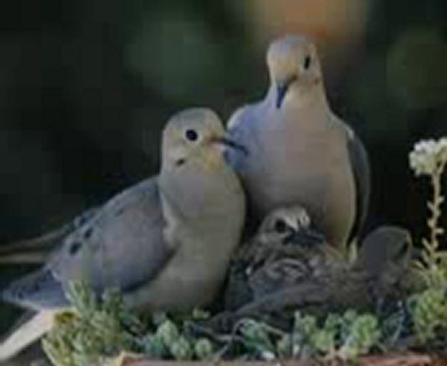 Vol de l'aigle   Max l'oiseau aux 4 couleurs