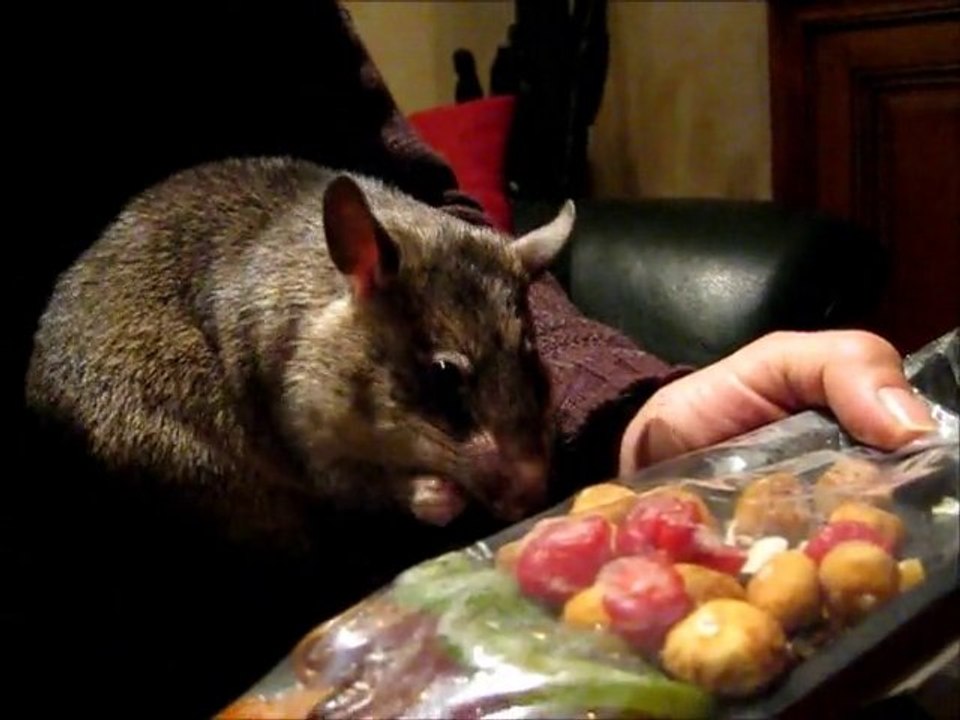 Dobby et les fruits secs