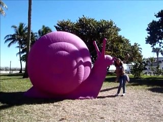 Des escargots roses géants à Miami Beach