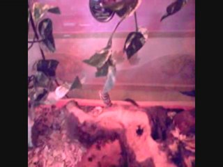 gecko leopard giant hypo tangerine