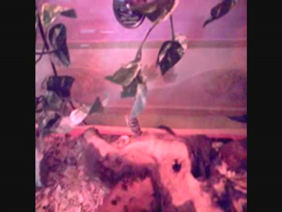 gecko leopard giant hypo tangerine