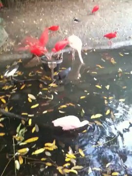 Flamands roses, Ibis rouges...au parc des Oiseaux AIN