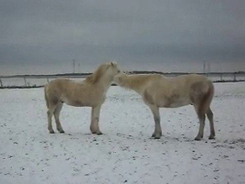 PONEYS POULAINS NOEL SOUS LA NEIGE 1)