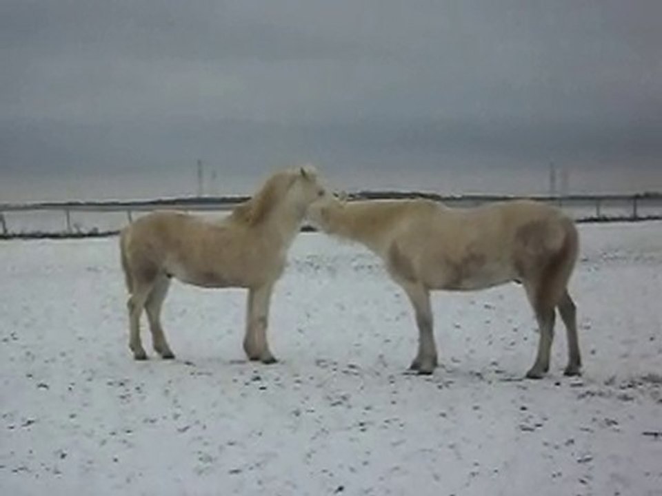 PONEYS POULAINS  NOEL SOUS LA NEIGE 1)