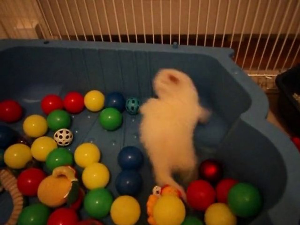 shakura dans les boules