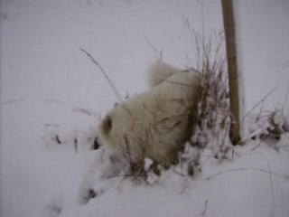 angel mon samoyede dans la neige