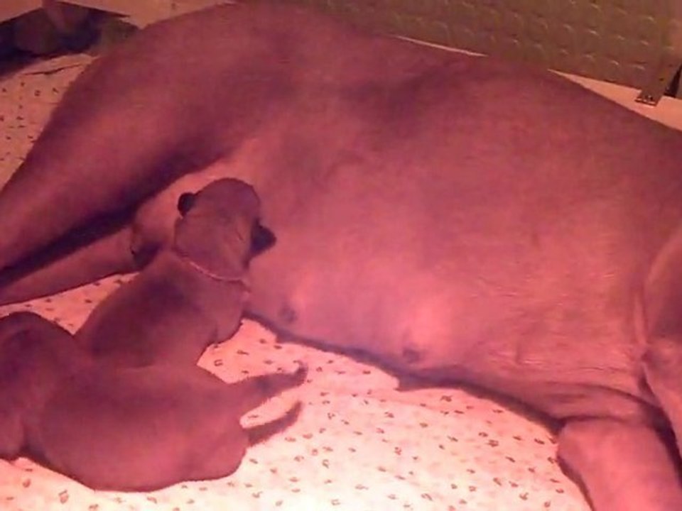 Les bébés de L'Exigence  ont 4 jours (3min 40)