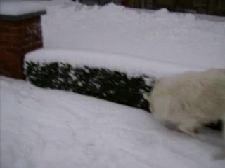 angel mon samoyede dans la neige devant la maison