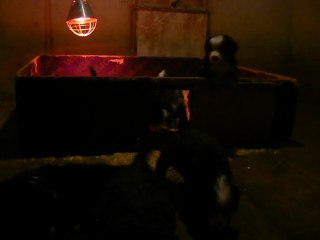 chiots de Daytona et Eraklès à 1 mois