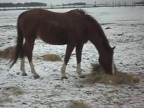 PONEYS POULAINS CHEVAUX: NOEL SOUS LA NEIGE! 2) SDC14621