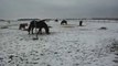 PONEYS POULAINS CHEVAUX: NOËL SOUS LA NEIGE! SDC14622