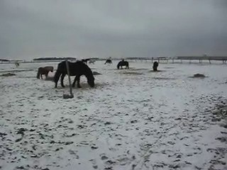 PONEYS POULAINS CHEVAUX: NOËL SOUS LA NEIGE! SDC14622