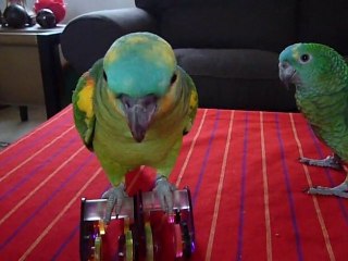 Loulou et ses patins