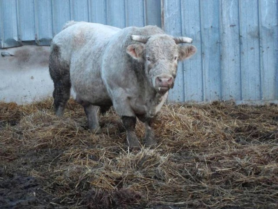 Mes amours de vaches ;