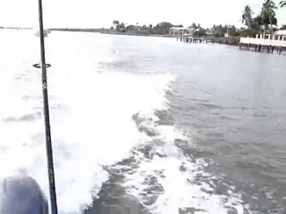 Dolphins Swimming in Naples Bay: Capt. Jimbo Hail