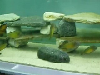 red rainbow kantalanba