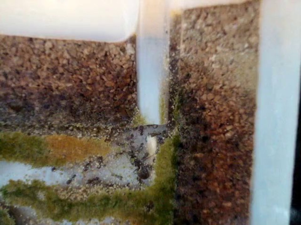 harcelement Reine fourmis03