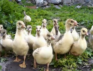 ARDAHAN TANITIM @ Mehmet ali arslan YAYINLARI