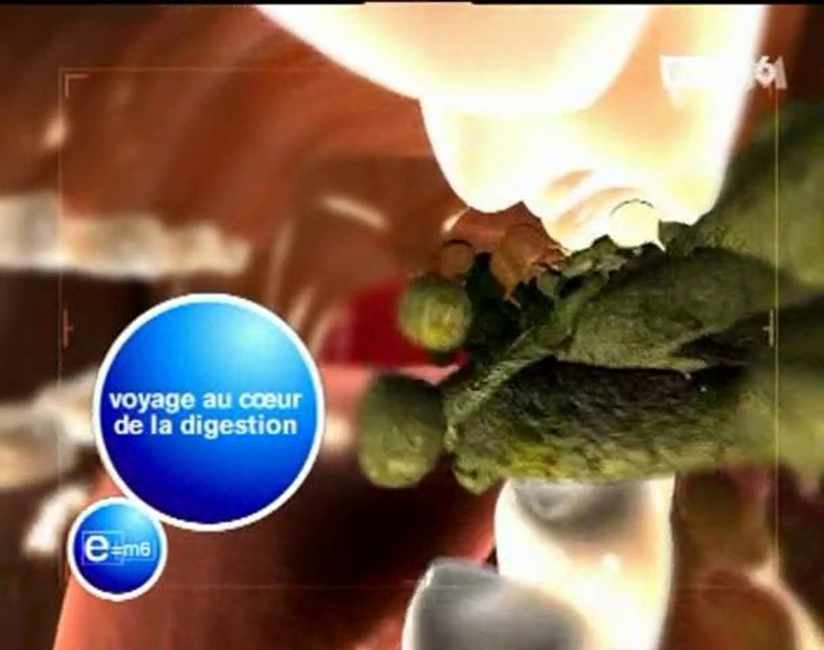 Parcours d'une bouchée de brocolis dans notre tube digestif