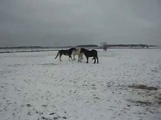 PONEY-CLUB La fête les vacances! Noël la neige!