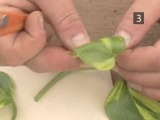 How To Propagate House Plants With Stem Cutting