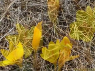 ŞUBAT 2010-1 -İRFAN VURAL(irfan-vural@hotmail.com)