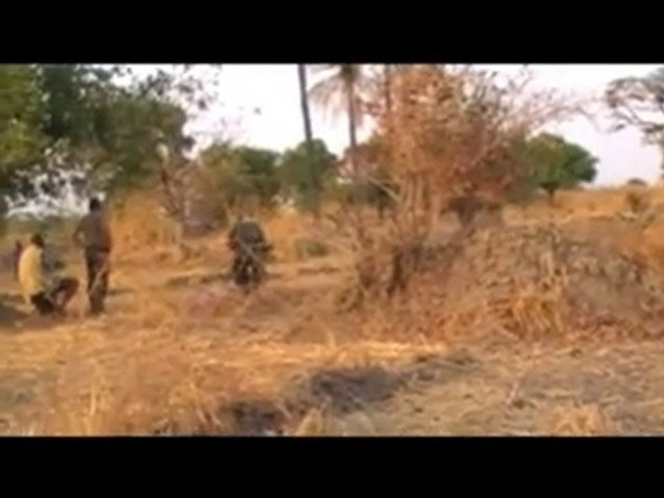Chasse tourterelles senegal