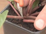 How To Propagate House Plants Using Leaf Petiole Cutting