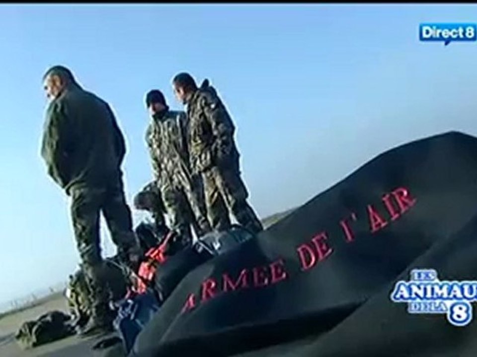 Cynos CPA20 - Extrait de l'émission les animaux de la 8