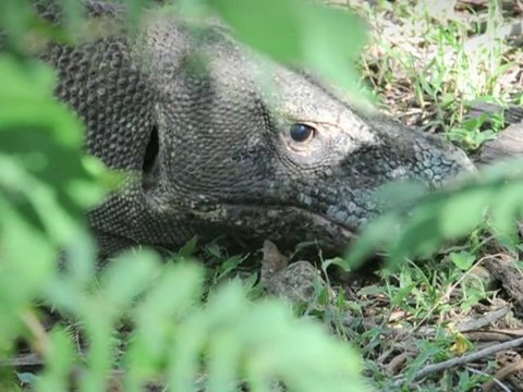 Images of Komodo dragons on Komodo island