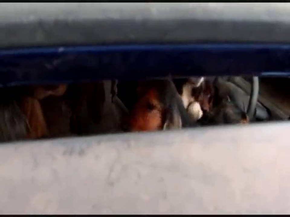 Sauvetage des cockers à Peyrat-le-Château (87)