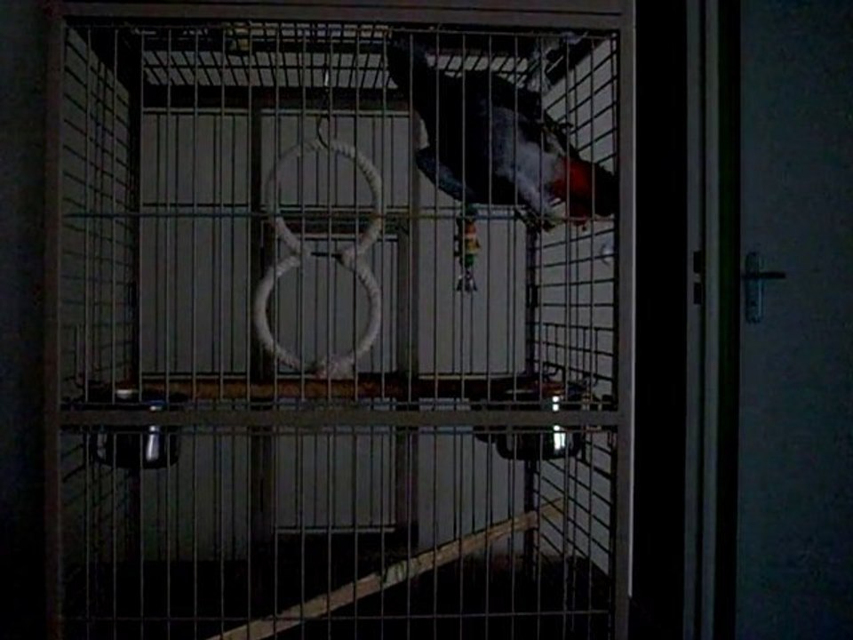 gris du gabon 4 mois et demi