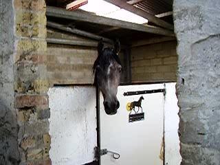 pénélope ma jument