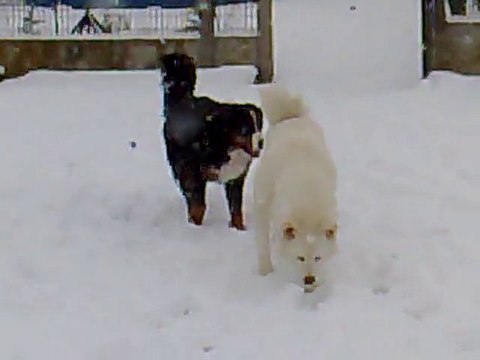 tina bouviers bernois avec oliver akita inu