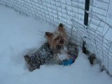 roxy dans la neige