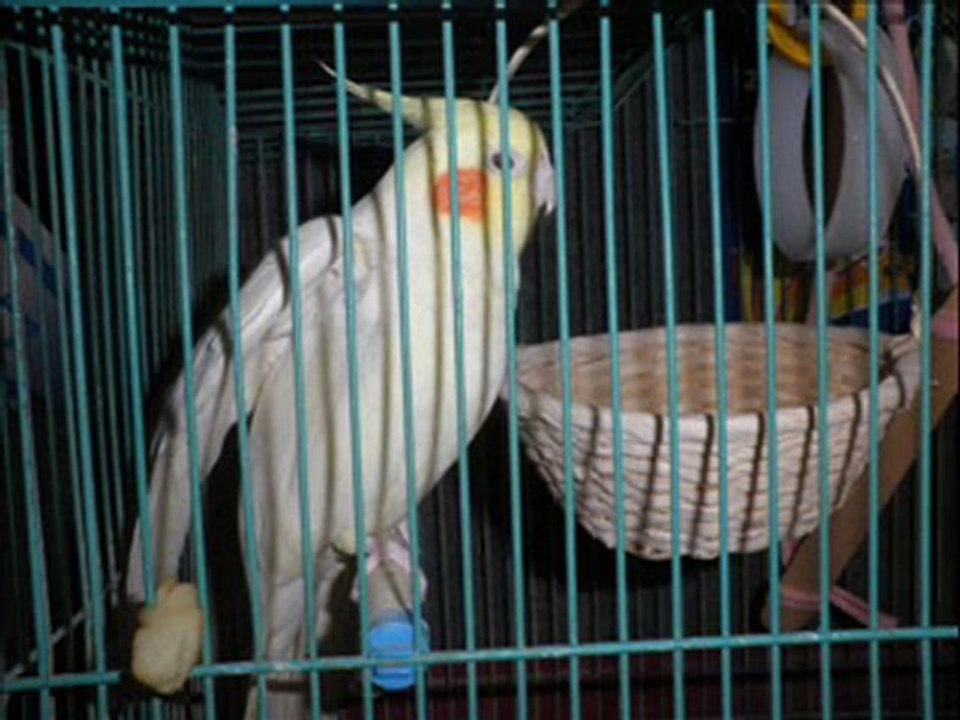 5-kalinushka ׳  narod-pigulina village