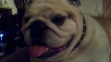 Bulldog