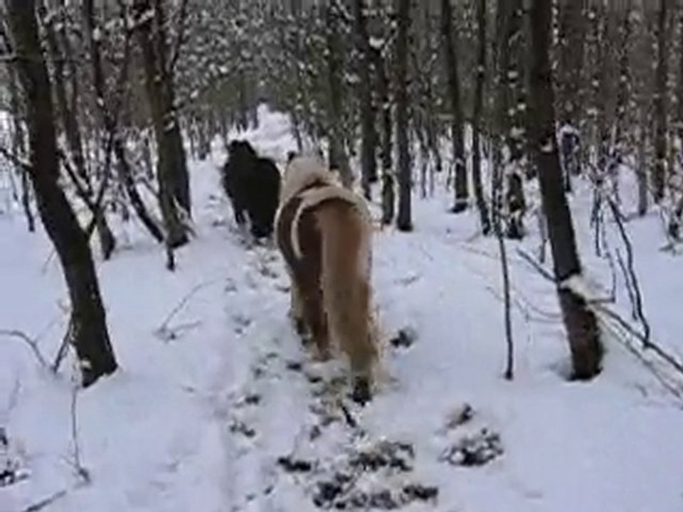 sido neige  21.12.2010 011