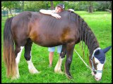 Ethologie irish cob pnh la cense poulain