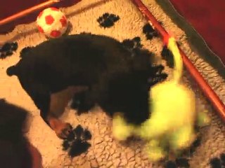 Dobermann l'UNIQUE !!