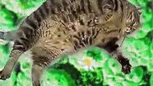 Котяк