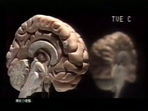 Cerebro violento: Malos tratos durante la infancia