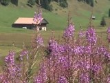 Histoire du Plateau des Glières et site de Morette