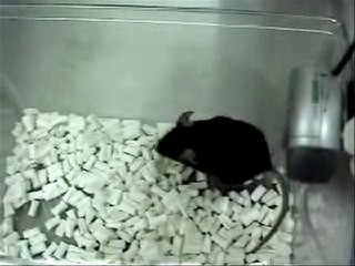 Japan bio-scientists produce 'singing mouse'