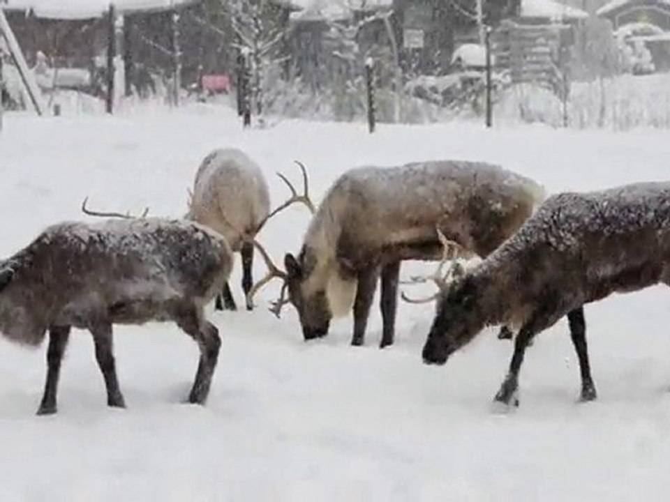 eine Gruppe Rentiere im Winter - Merry Christmas -