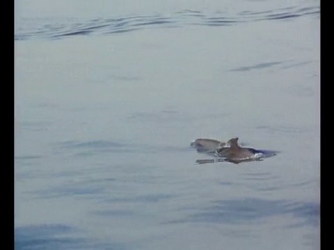 silifkehaberler.web.tr Akdeniz Sularında Yunus Balıkları