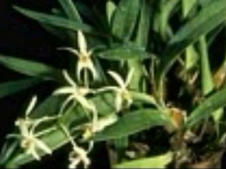 Dj KRAL gel desen gelirim