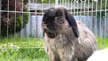 WhiteRabbit2011