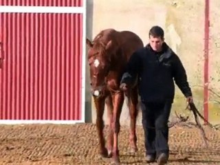 Doctor Dino, au Haras du Mesnil