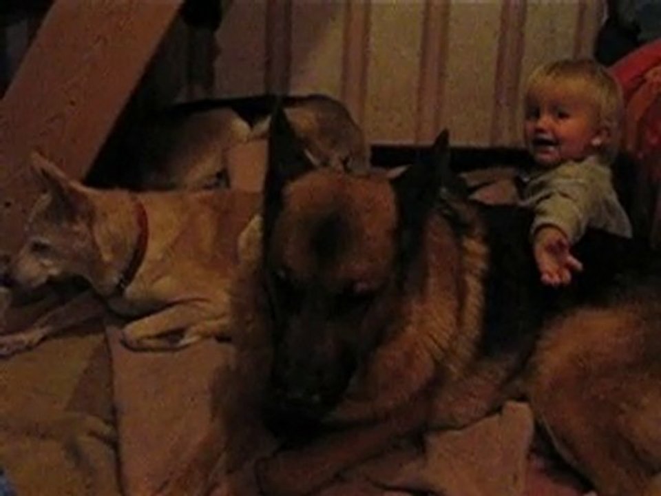 CHIENS decembre 2010 010